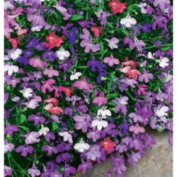 Garden Lobelia Mix