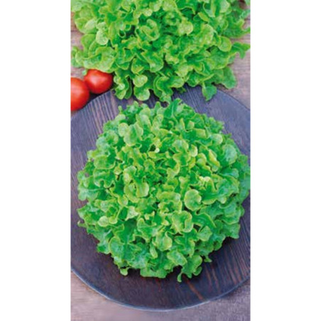 Leaf Lettuce Balcony Green