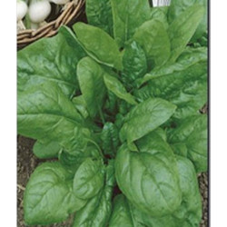 Spinach Krasen Polesya