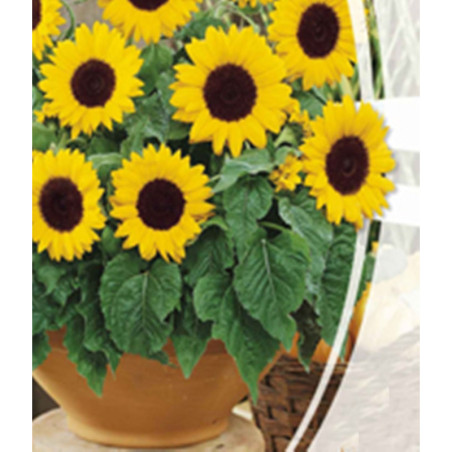 Dwarf Sunflower Eclipse