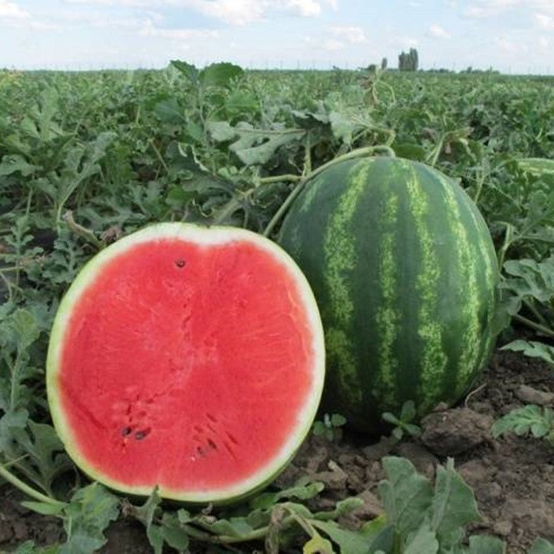 Watermelon Producer