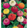 Dwarf Elegant Zinnia Liliput