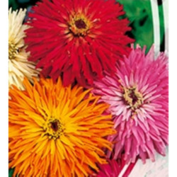 Elegant Zinnia Catus Giant Mix