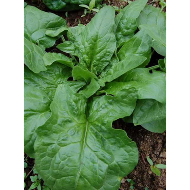 Spinach Winter Giant