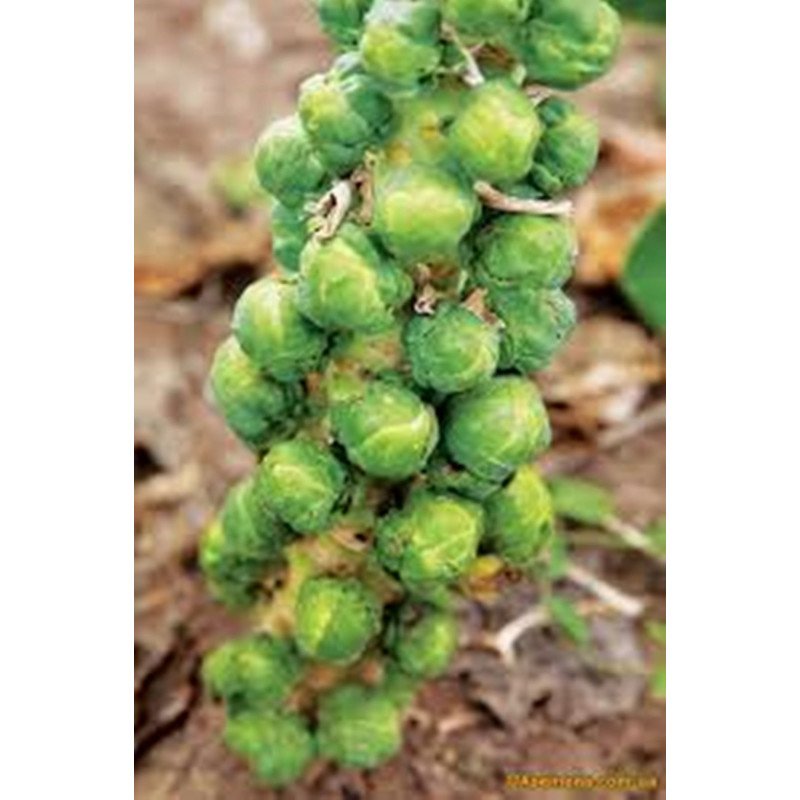 Brussels Sprouts Long Island