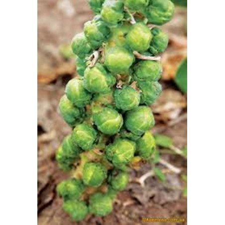 Brussels Sprouts Long Island