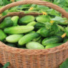 Cucumber Merchant F1