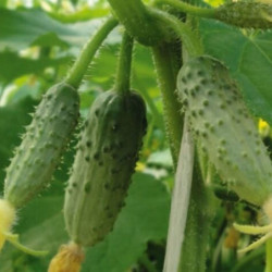 Cucumber Three Tankers F1