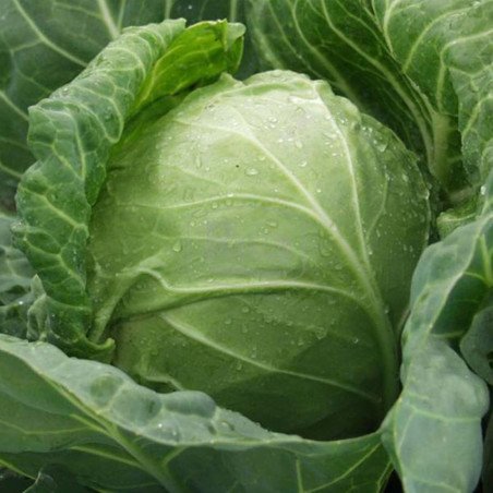 Ball-head Cabbage Turkis