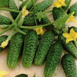 Cucumber Bush Cornichon