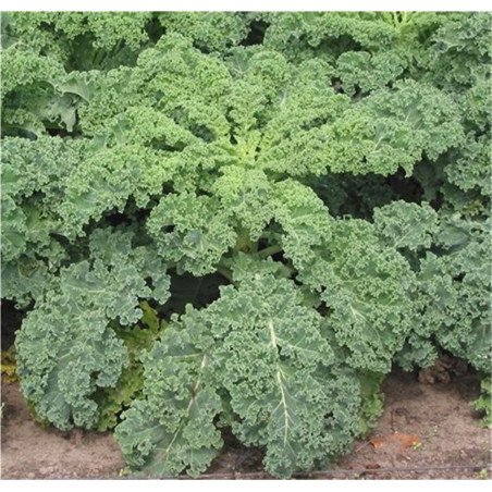 Kale Curly Green