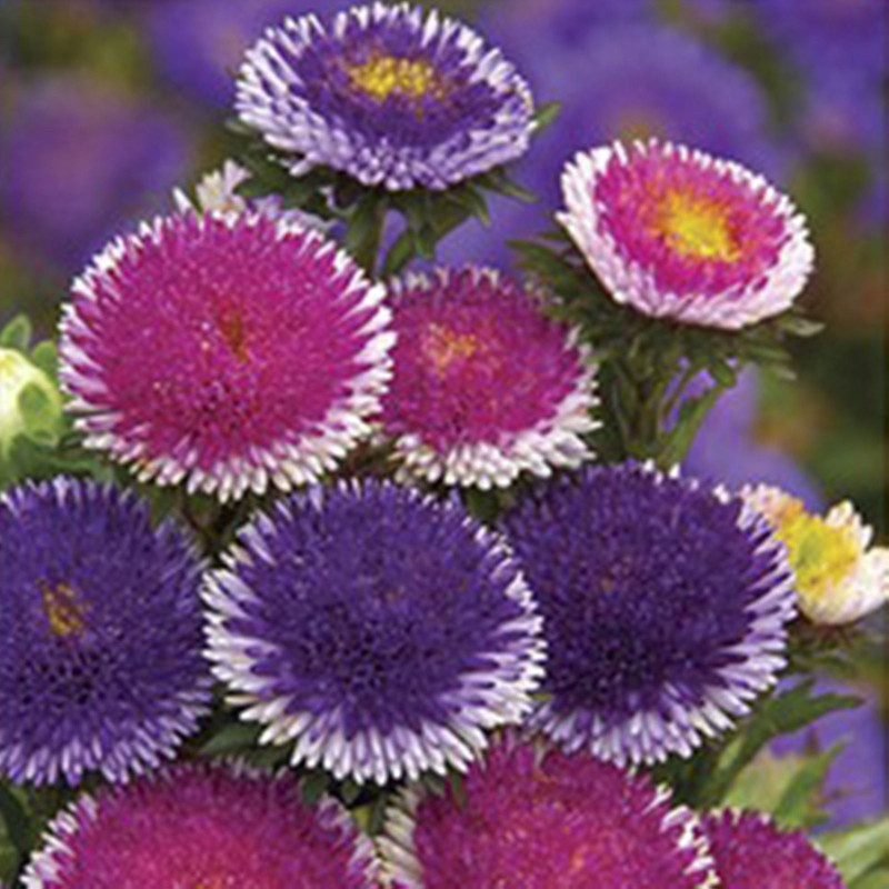 Aster Dwarf Lunary Mix