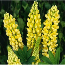 Garden Lupine Yellow Flame