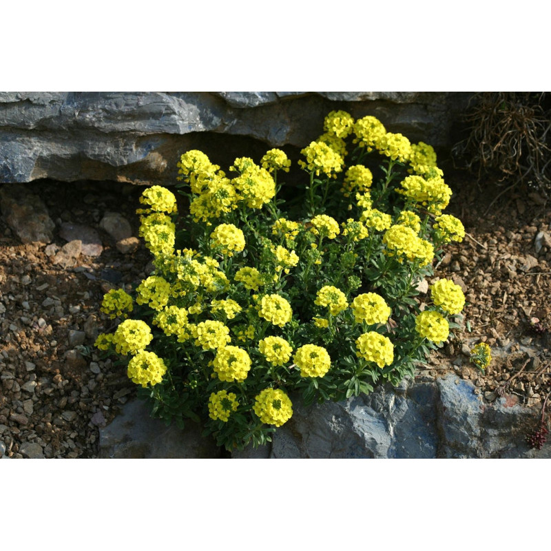 Mountain Alyssum