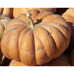 Pumpkin Musquee De Provence