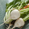 Daikon Radish Sasha