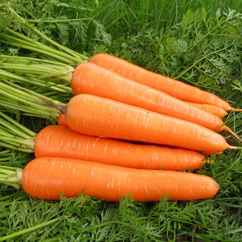 Carrot Karlena