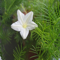 Cypress Vine White