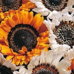 Cape Daisy Mix