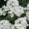 Verbena White