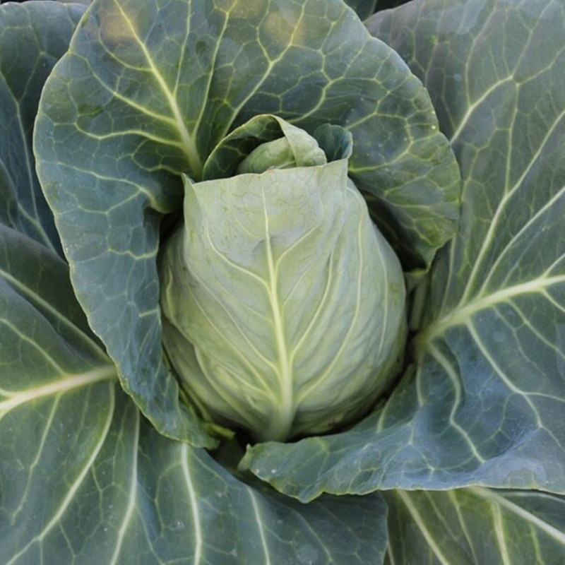 Summer Cabbage Greyhound