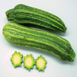 Squash Zucchini Costata Romanesco