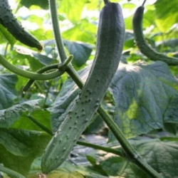 Cucumber Guanchzhou