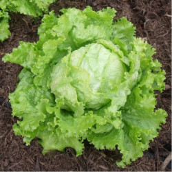 Iceberg Lettuce Doree De Printemps