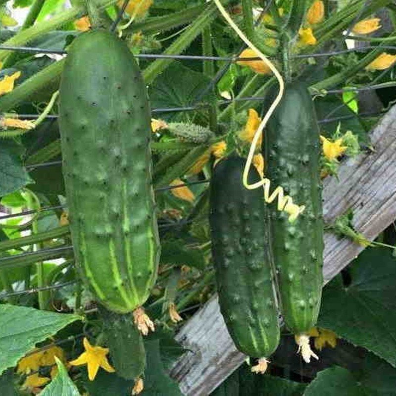 Cucumber Troy F1