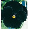 Pansy Viola Black King