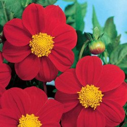 Dahlia Red Ribbon