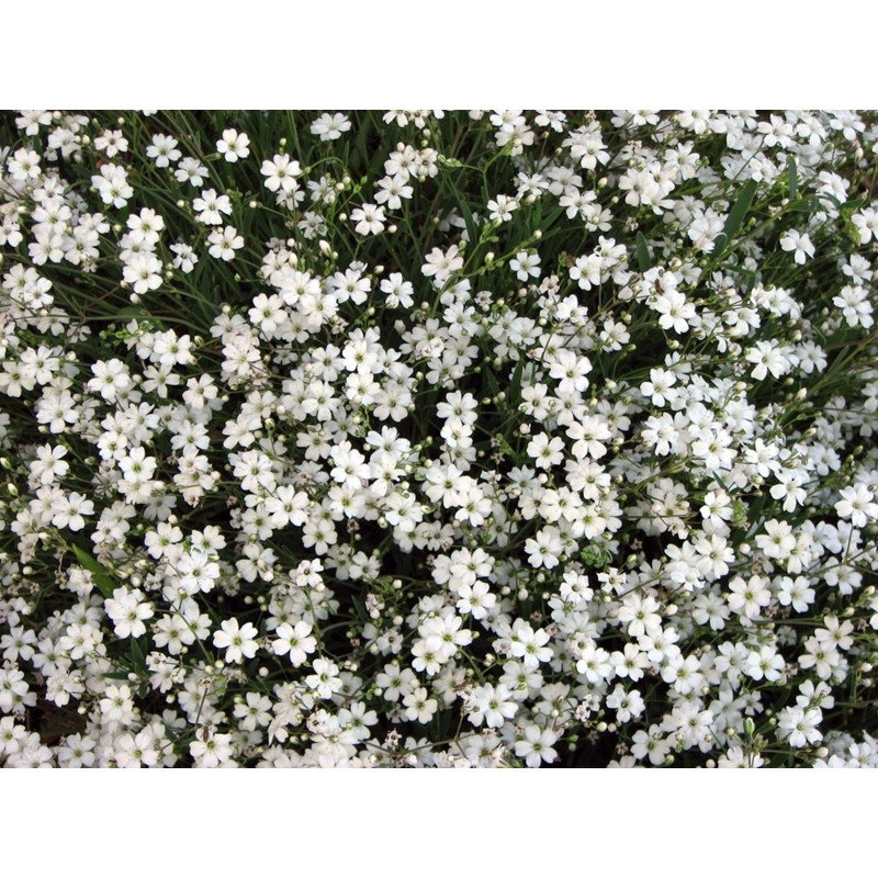 Creeping Babys Breath White