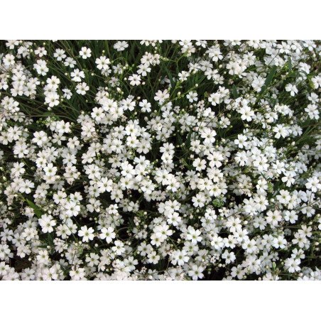 Creeping Babys Breath White