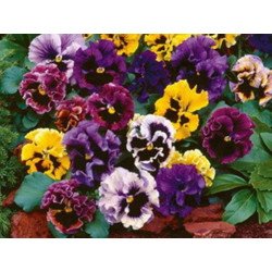 Pansy Viola Rococo Double Mix