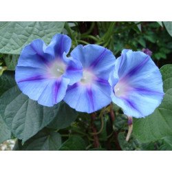 Morning Glory Light Blue Star