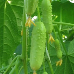 Cucumber Arrow F1