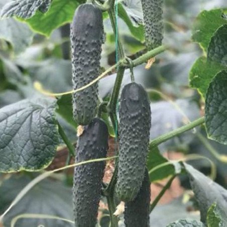 Cucumber Titanic F1