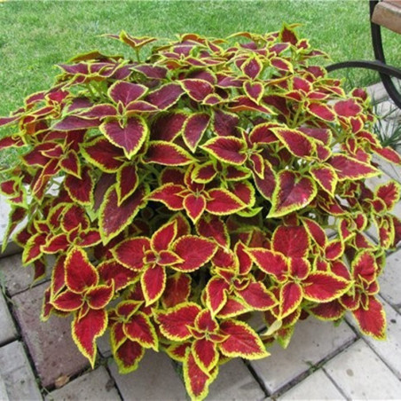 Coleus Wizard Scarlet